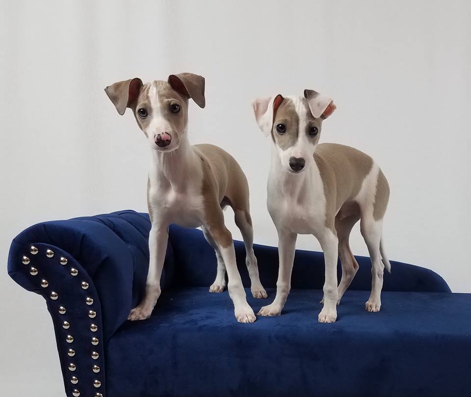 greyhound puppies